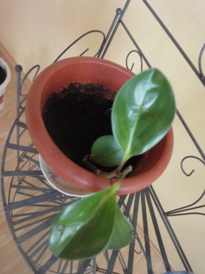 Pflanze riecht nach Maggi.JPG