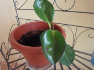 Pflanze riecht nach Maggi 1.JPG