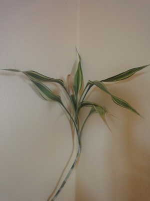 Große Pflanze 1.JPG