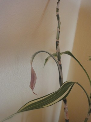 Große Pflanze 2.JPG