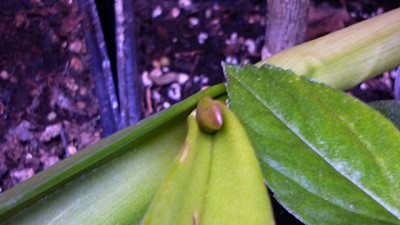 februar orchidee 2011 003.jpg