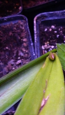 februar orchidee 2011 001.jpg