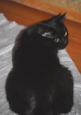 mausi 014yy.jpg