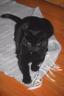 mausi 009yy.jpg