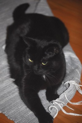 mausi 008yy.jpg