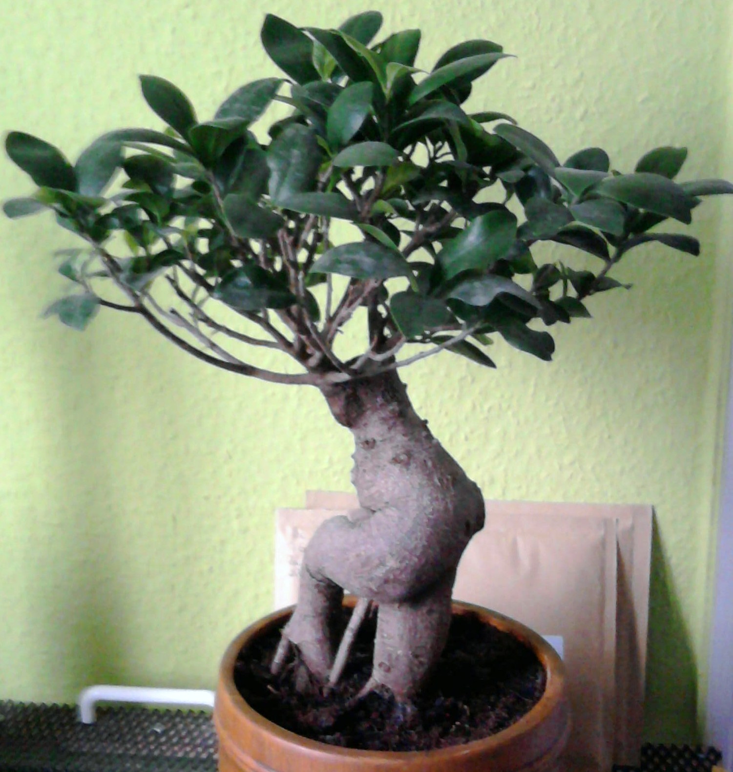Bonsai Ficus Ginseng verliert Blätter · Pflegen & Schneiden & Veredeln ·  GREEN24 Pflanzen & Garten Forum