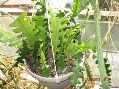 Epiphyllum anguliger .jpeg