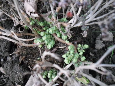 Sedum.JPG