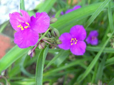 TradescantiaSatinDoll8401.jpg