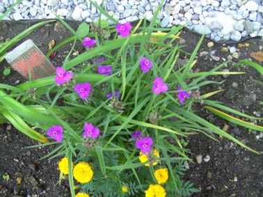 Tradescantiaklein8402.jpg