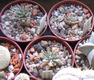 IMG_2479 - Kopie.JPG