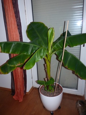 musa acuminata3.jpg