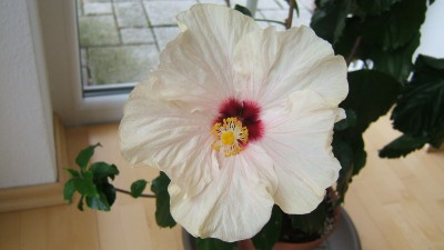 Hibiskus Gelb-rot 3 online.JPG