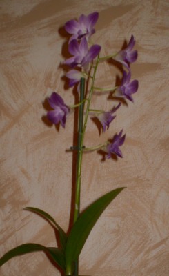 Dendrobim Blue Beauty.JPG