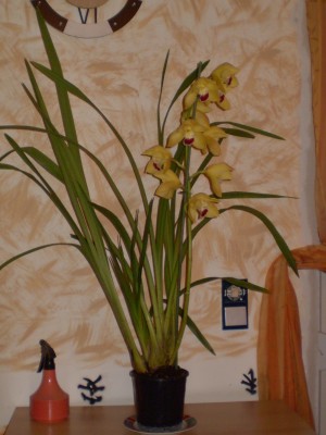 Cymbidium gelb.JPG