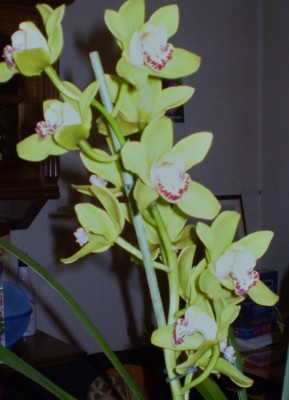 Cymbidium grün.JPG