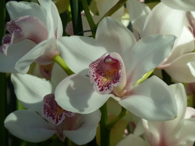 Cymbidium.jpg