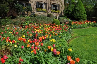 2334-Tulpenzwiebeln.jpg