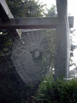 Spinnenetz.jpg