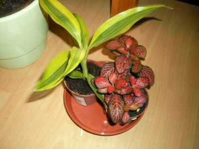 SANY0207.JPG
