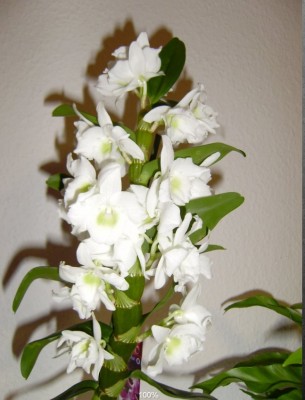 Dendrobium Marie.jpg