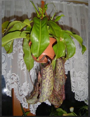 Nepenthes Kurti.jpg
