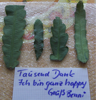 steckis.png
