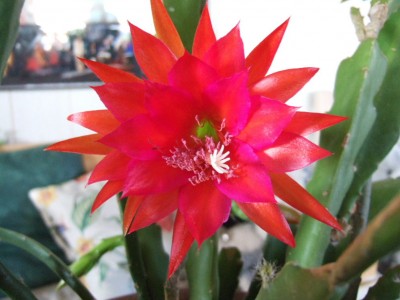 DSCF3415.JPG