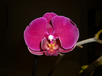 phal_5.jpg