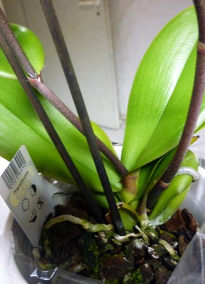phal_4.jpg