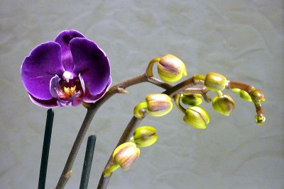 phal_1.jpg