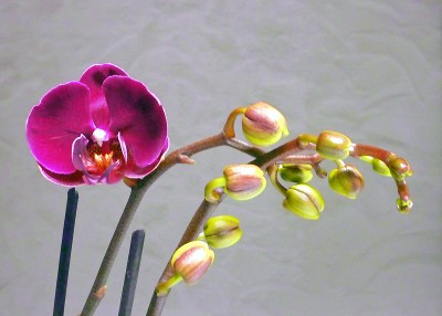 phal_1_1.jpg