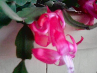 Schlumbergera2.JPG