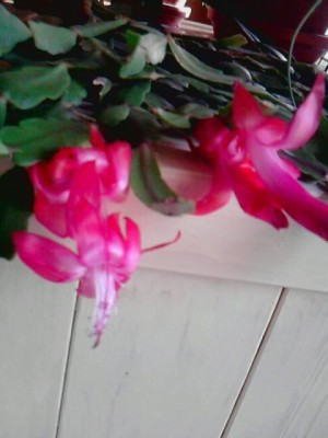 Schlumbergera.JPG