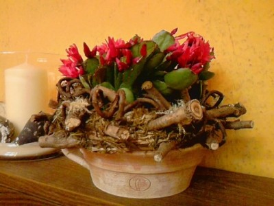 Osterkaktus2.JPG