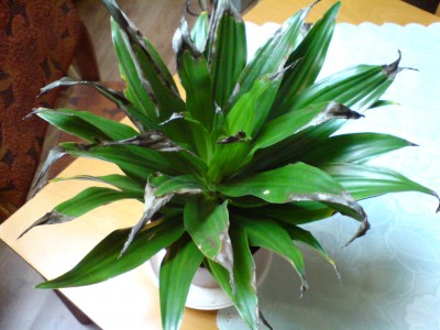 DSC00012.JPG