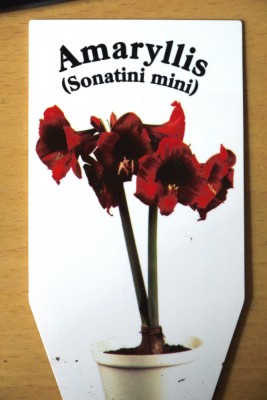 Amaryllis Sonatini Mini Schild.jpg