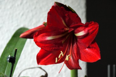 Hippeastrum Amico (Amaryllis Sonatini Mini).jpg