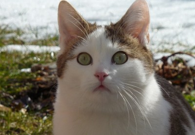 baghira Blick.jpg