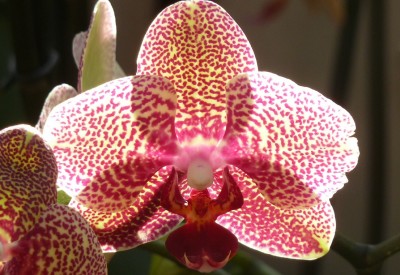 Phalaenopsis.jpg