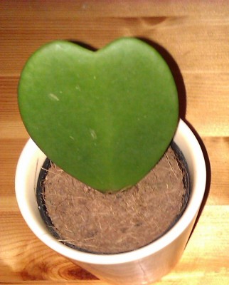 IMAG0055111.JPG