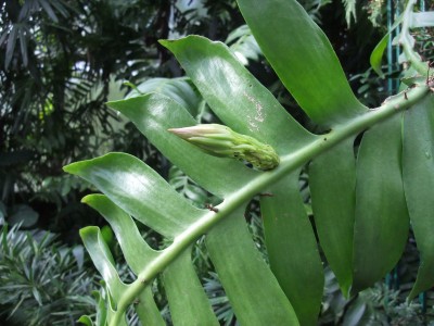 DSCF5295.JPG