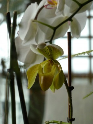 Paphiopedilum Blüte.jpg