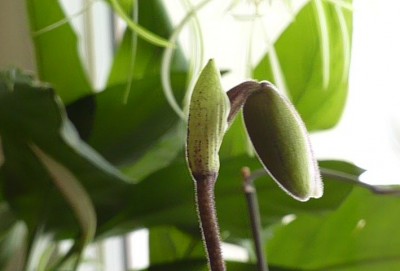 Paphiopedilum Knospe.jpg