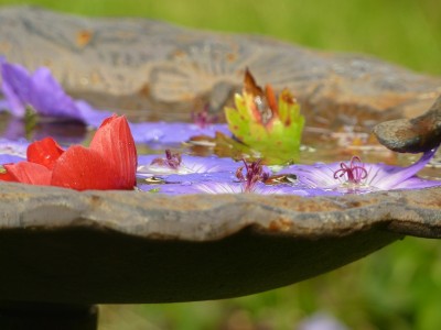 Anemone coronaria und Geranium Rozanne.jpg