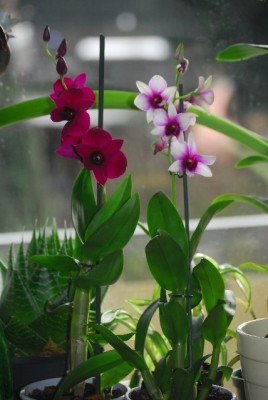 orchid 011yy.jpg