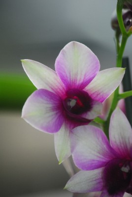 orchid 007yy.jpg