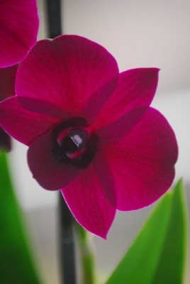 orchid 005yy.jpg