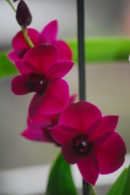 orchid 004yy.jpg