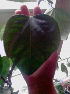 Hibiskus'crown of bohemia..Blätter bis zu 14cm lang.JPG